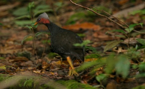 megapode running 2
