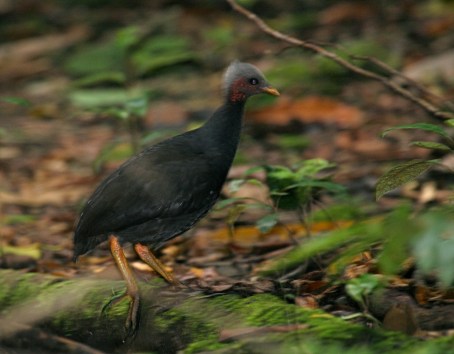 Palau Megapodes forage on the forest floor but we have little understanding of what their preferred feeding habitat is.