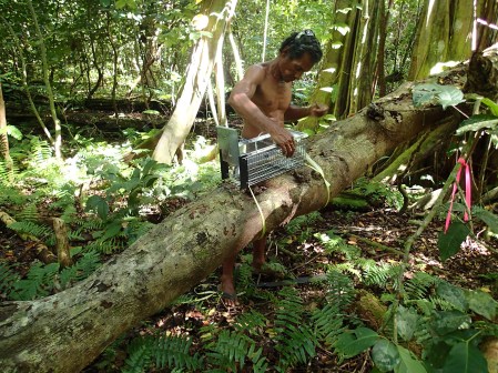 Rat eradication projects need to be informed by population estimates and a knowledge of rat-megapode interactions.